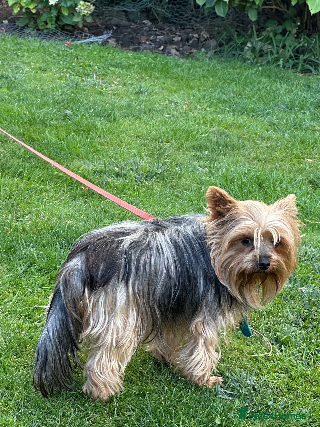 Yorkshire Terrier dogs for sale: Emma  - Image 6