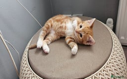 Mixed Breed cats for sale: Kittens  - Image 9