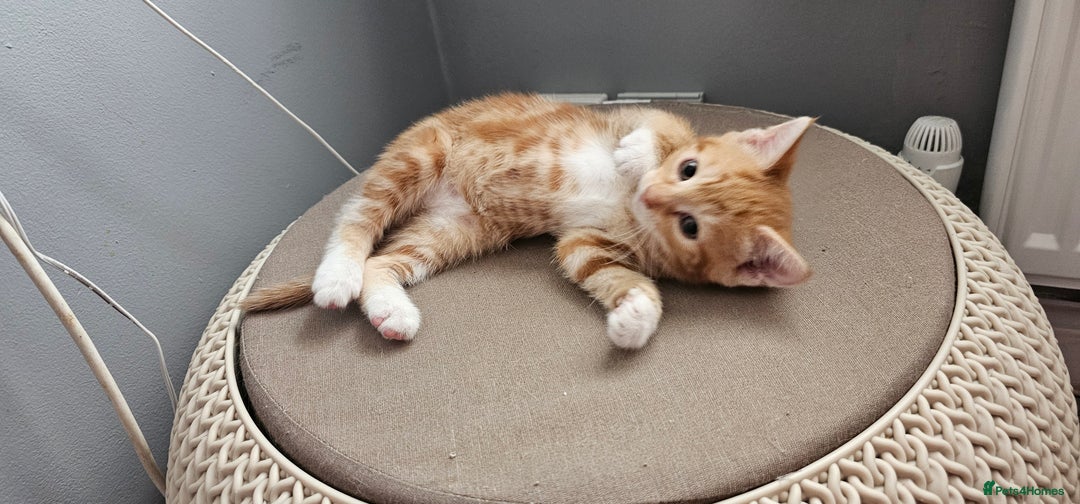 Mixed Breed cats for sale: Kittens  - Image 9