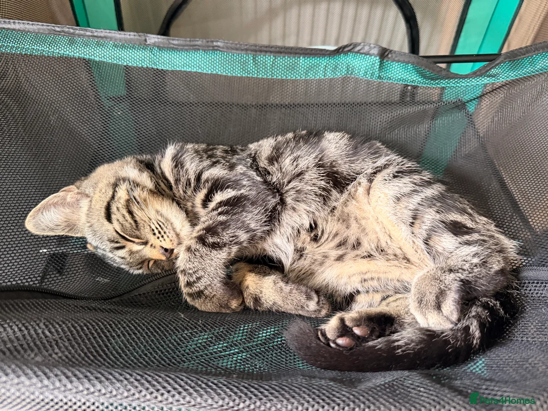 British Shorthair cats for sale: British Shorthair X Kittens - Advert 2
