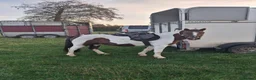 Dartmoor horses for sale: Cracking kids lead rain or 2nd pony. Hunting pony in Sidmouth - Advert 8