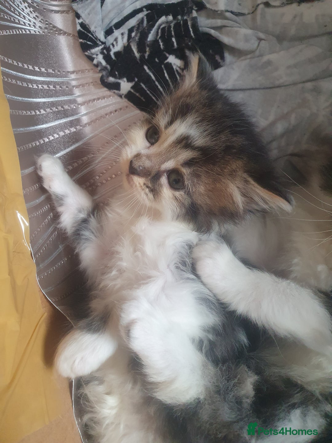 Mixed Breed cats for sale: Beautiful 3 kittens,born 20th August - Image 13