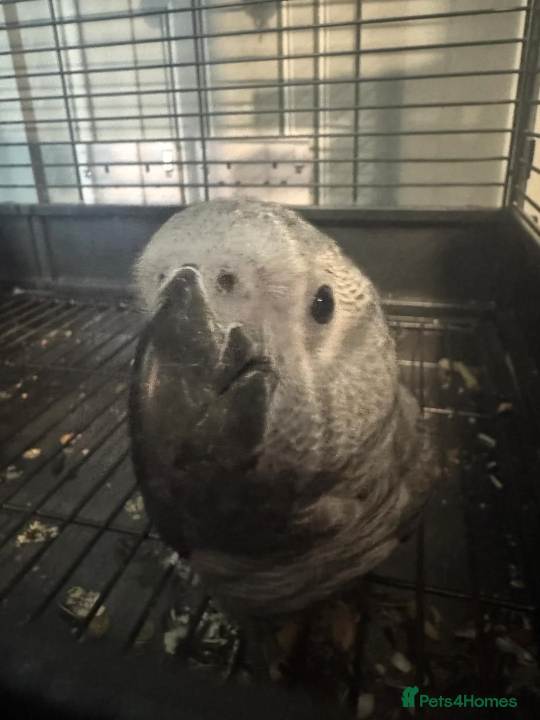 Parrots birds for sale: 14 week old African grey  - Advert 2