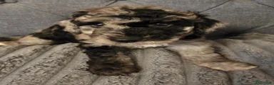 Labradoodle 1