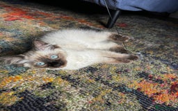 Ragdoll cats for sale: 10 weeks old Ragdoll kitten £400 - Image 10