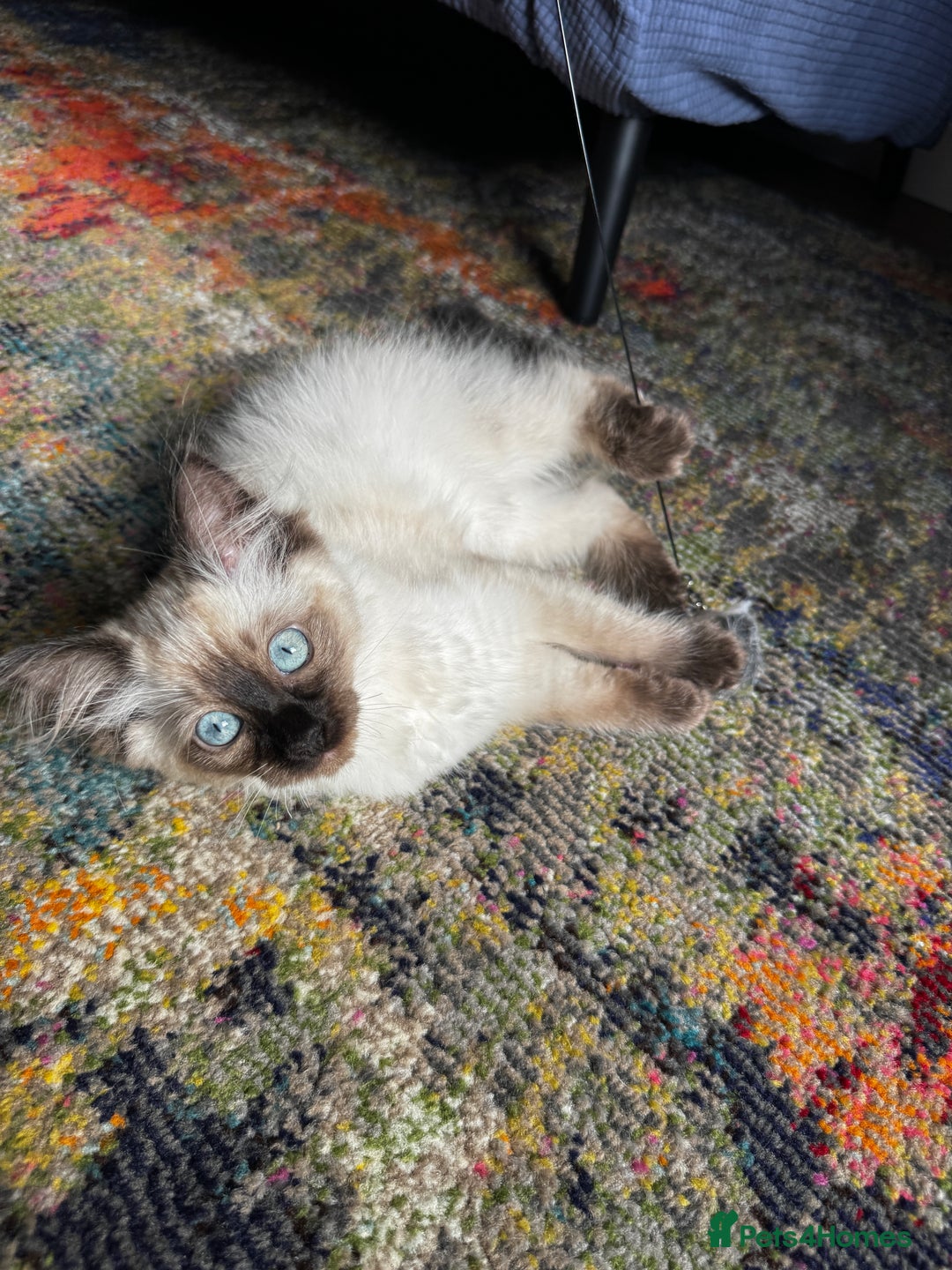 Ragdoll cats for sale: 10 weeks old Ragdoll kitten £400 - Image 10