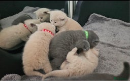 British Shorthair cats for sale: Pretty British shorthair  - Image 14