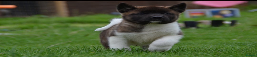 Akita Puppy 2