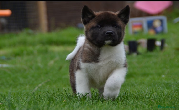 Akita dogs - Advert 2