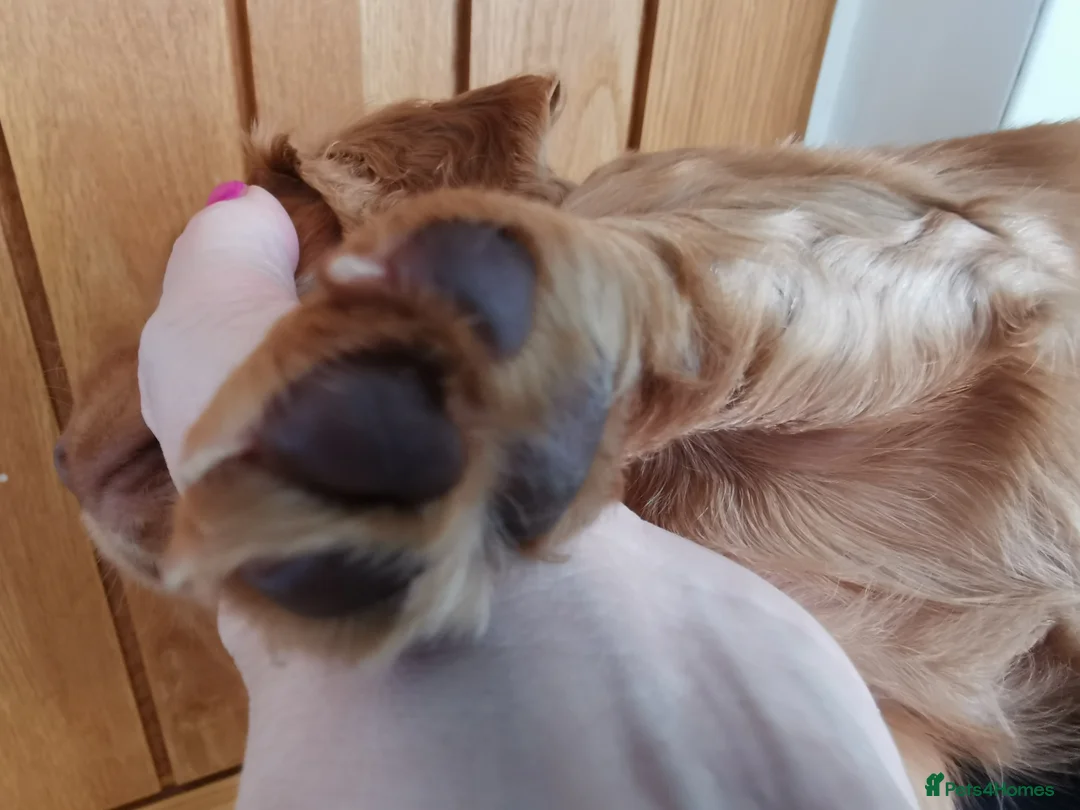 Cocker Spaniel dogs for sale: FTCH Pedigree Working Cocker Spaniels  - Advert 18