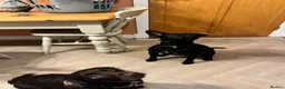 Mixed Breed dogs for sale: 5 beautiful lively pups. - Advert 2