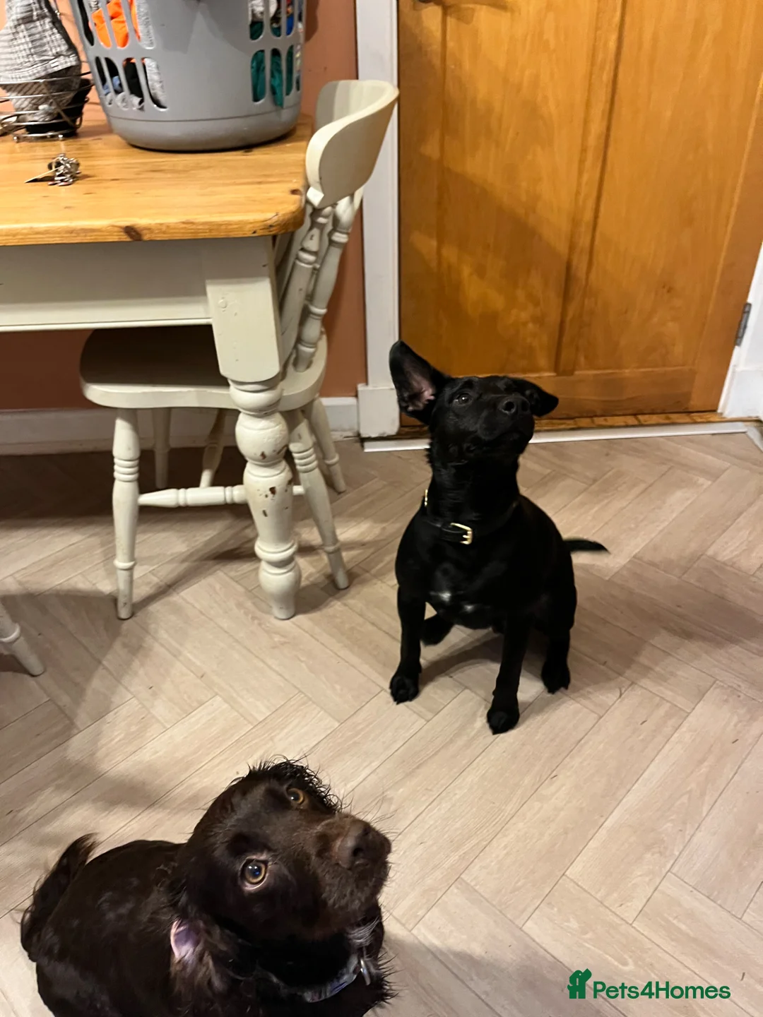 Mixed Breed dogs for sale: 5 beautiful lively pups. - Advert 2