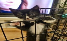 Mixed Breed cats for sale: 4 sweet little kittens Ready for a New Home  - Image 9