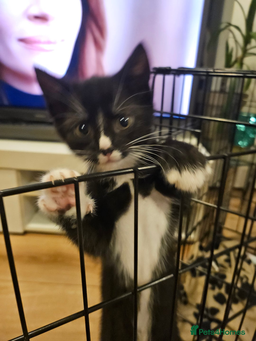Mixed Breed cats for sale: 4 sweet little kittens Ready for a New Home  - Image 9