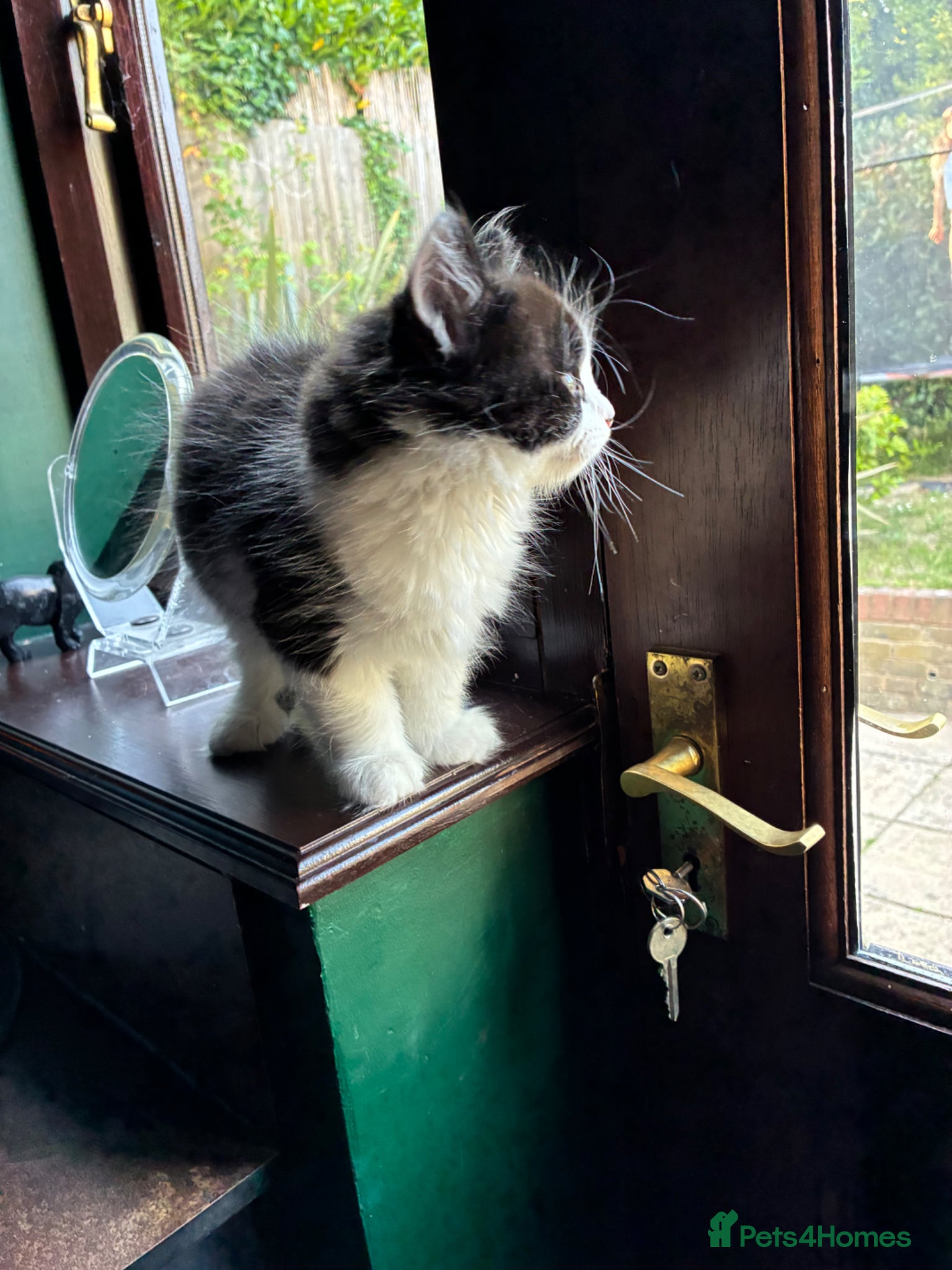 Mixed Breed cats Stunning playful healthy cuddly 5 kittens  - Advert 5
