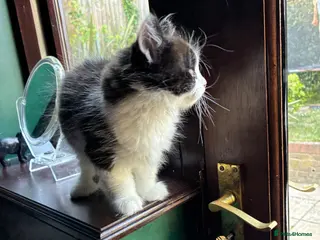 Mixed Breed cats Stunning playful healthy cuddly 5 kittens - Advert 5