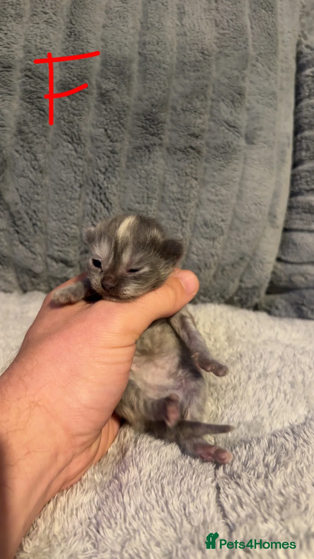 Mixed Breed cats for sale: Maincoon x Persian  - Advert 4