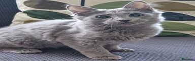 Nebelung Kitten 1