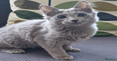 Nebelung cats - Advert 1