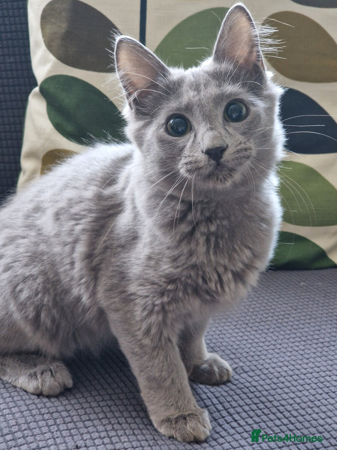Nebelung cats for sale: Pedigree Nebelung boy kitten  - Image 2