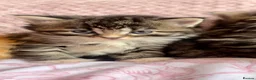 Siberian cats for sale: Gorgeous Fluffy Kittens! - Advert 9