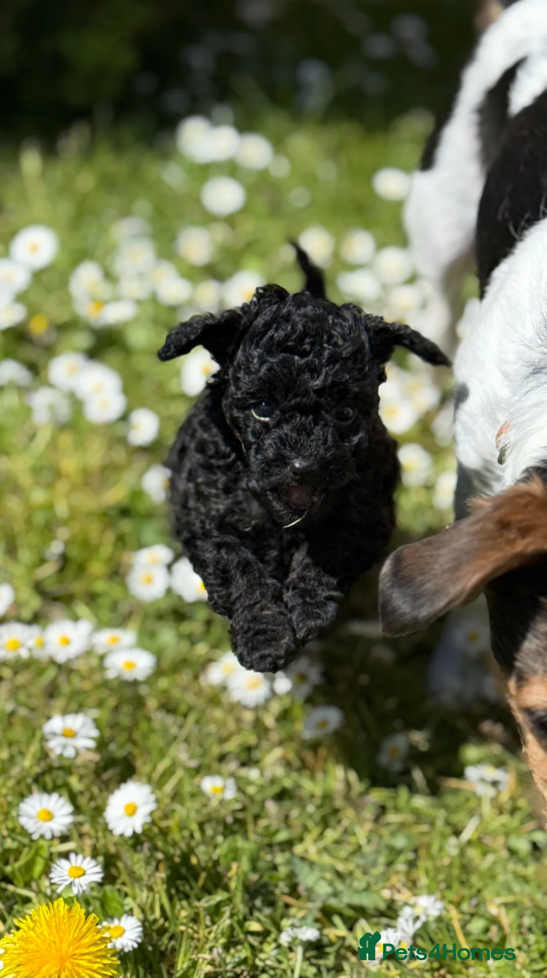 Jackapoo dogs for sale: Gorgeous female toy poodle cross Jack Russel  in Gillingham - Advert 2