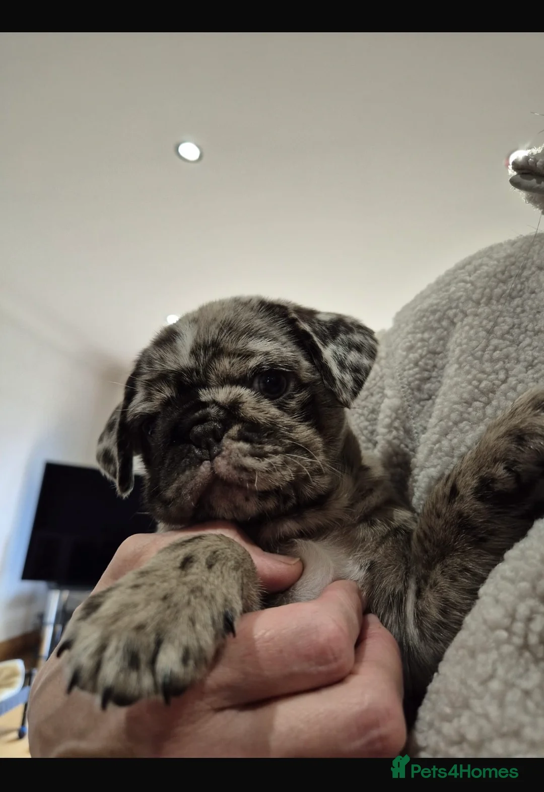 Pug dogs for sale: Meet Stanley a Chocolate Merle Pug Puppy - Advert 7
