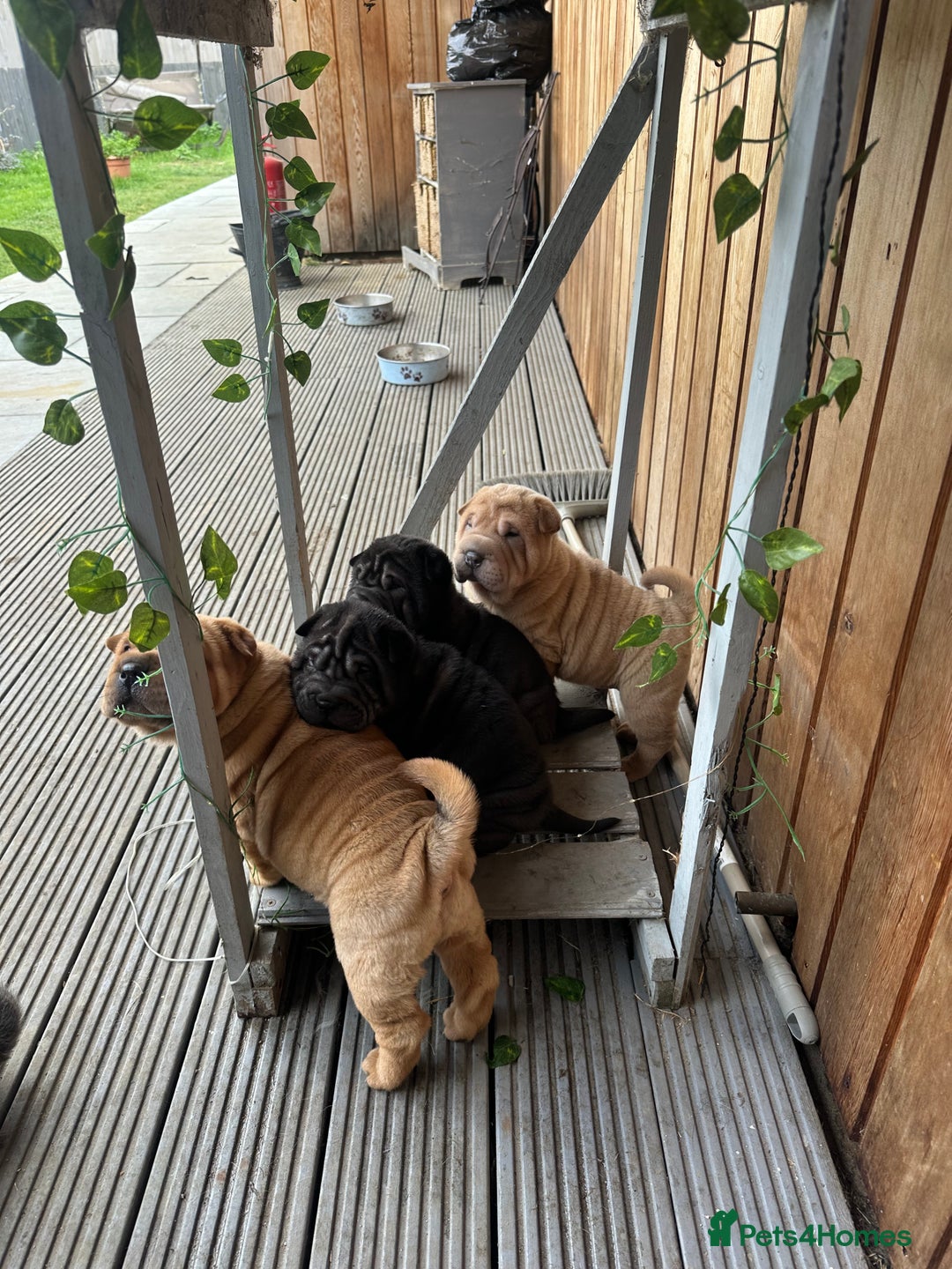 Shar Pei dogs for sale: Bear coat shar pei - Advert 8
