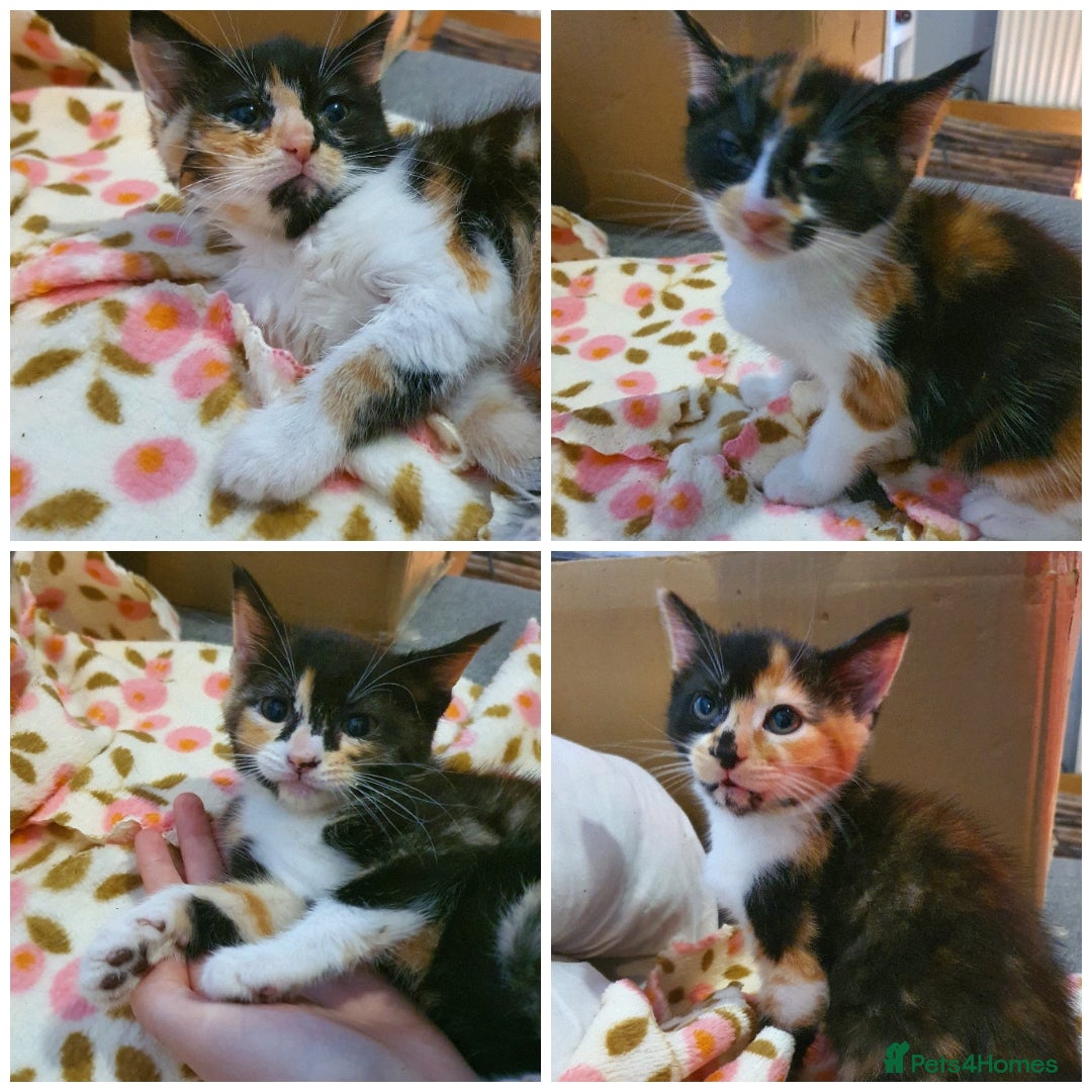 Mixed Breed cats Kittens for sale - Advert 1