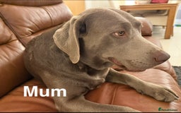 Labrador Retriever dogs for sale: Outstanding KC Registered Silver Labrador Puppies - Image 19