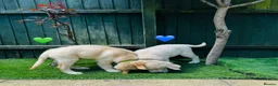 Golden Retriever dogs for sale: KC REGISTER GOLDEN RETRIEVERS PUPPIES - Advert 5