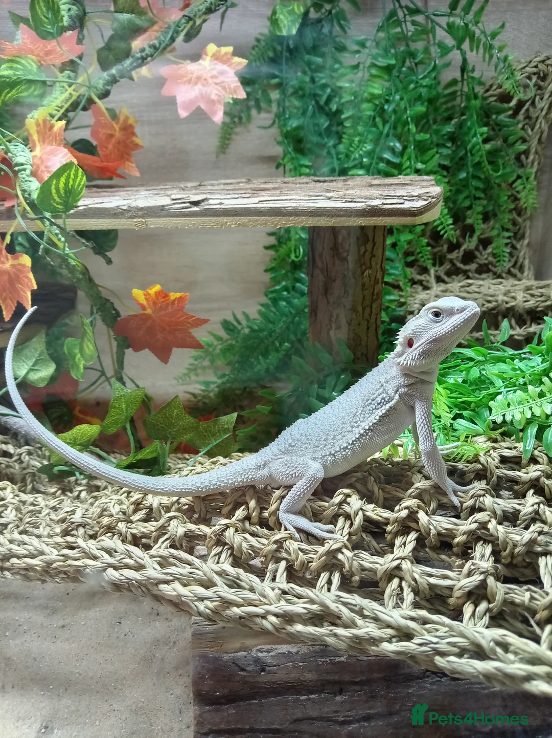 Bearded Dragon reptiles for sale: Hypo zero bearded dragon in Daventry - Advert 2