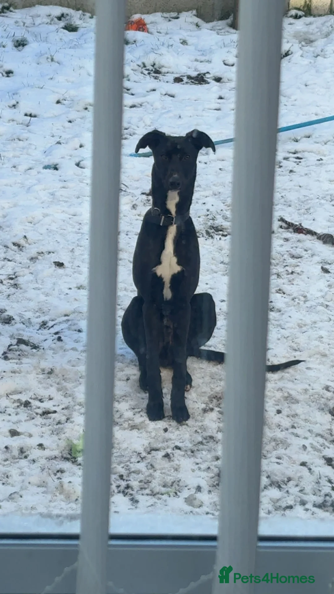 Lurcher dogs for sale: Lurcher for sale  - Advert 2