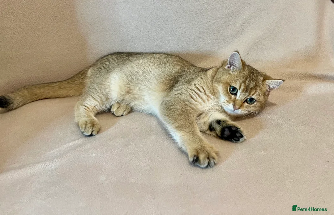 British Shorthair cats for sale: 🐾 Purebred BSH Golden kitten 🐾  - Advert 12