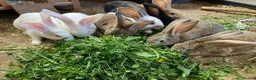 New Zealand rabbits for sale: New Zealand and Continental bunnies - Advert 2