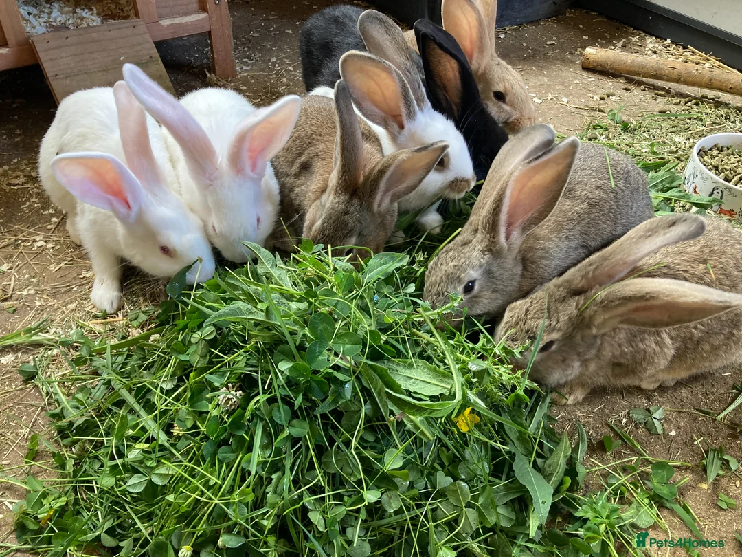New Zealand rabbits for sale: New Zealand and Continental bunnies - Advert 2