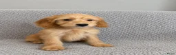 Cockapoo dogs for sale: Cockapoo Puppies Ready Now  - Advert 10