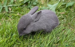 Rex rabbits for sale: Beautiful baby bunnies 8 weeks old - Image 1