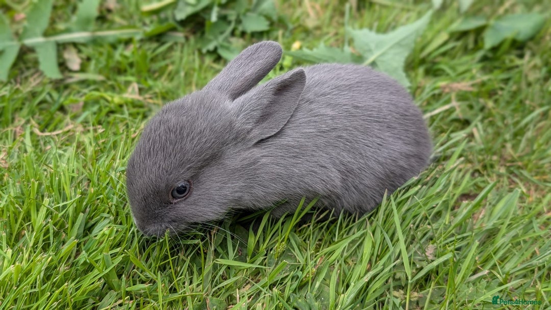 Rex rabbits for sale: Beautiful baby bunnies 8 weeks old - Image 1