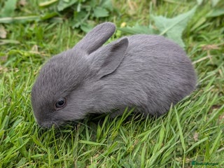 Rex rabbits - Advert 9