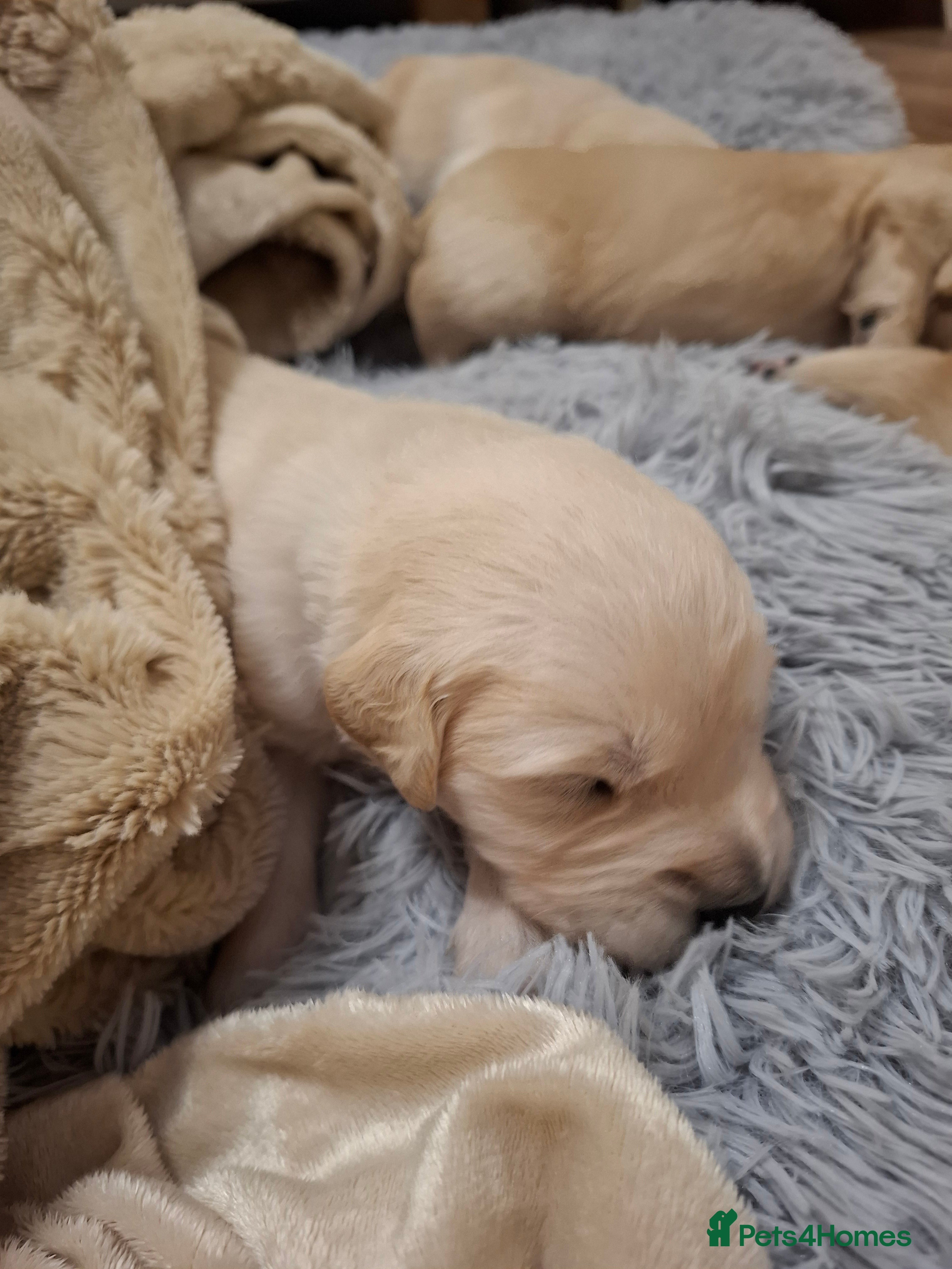 Golden Retriever dogs KC reg golden retriever puppies - Advert 4