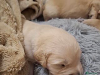 Golden Retriever dogs KC reg golden retriever puppies - Advert 4