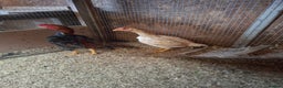 Chickens poultry for sale: Ko shamo pair - Advert 2