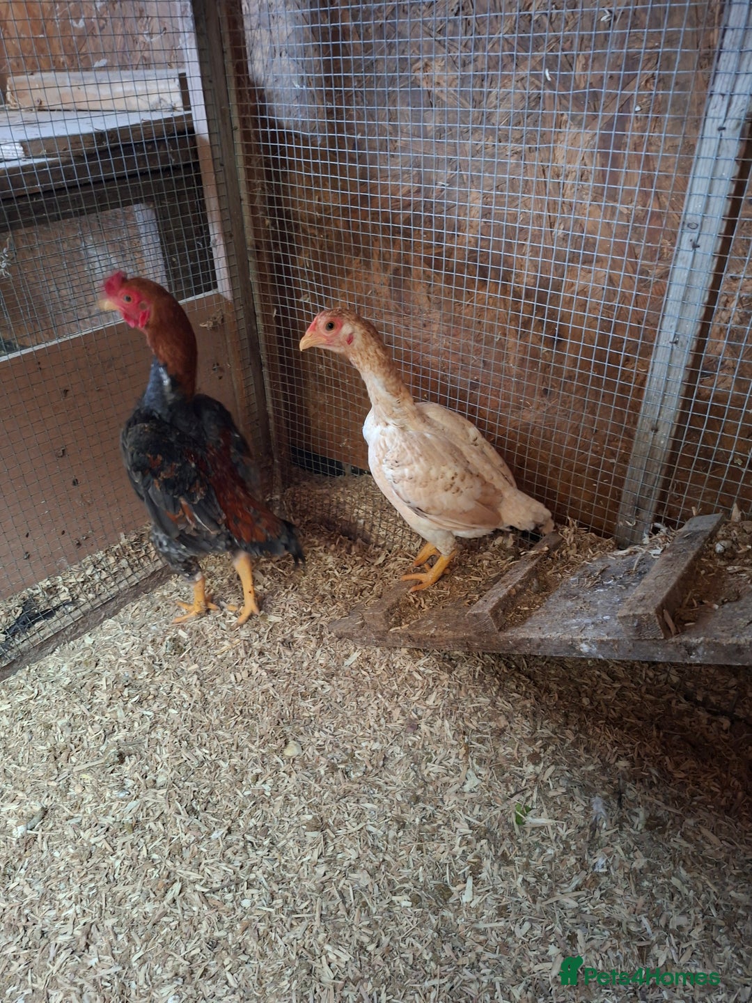 Chickens poultry for sale: Ko shamo pair - Advert 2