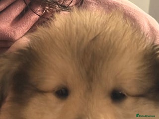 Rough Collie dogs - Advert 5