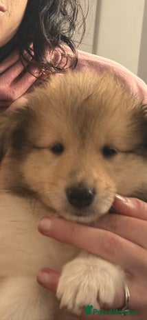 Rough Collie dogs - Advert 2