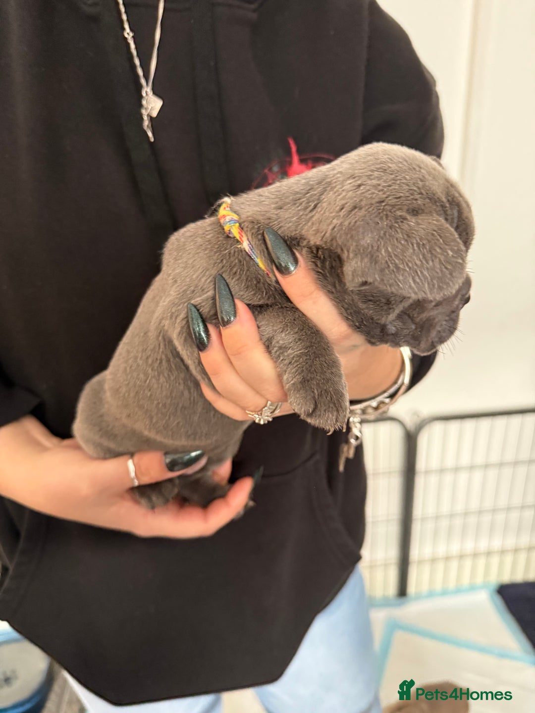 French Bulldog dogs for sale: French bulldog puppies - Advert 11