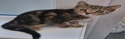 British Shorthair cats for sale: Two Tuxedo Males & 2 tabby females  - Advert 6