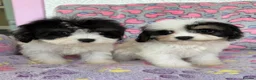 Cavapoo dogs for sale: Cavapoo puppies 🐶 ready now  - Advert 21