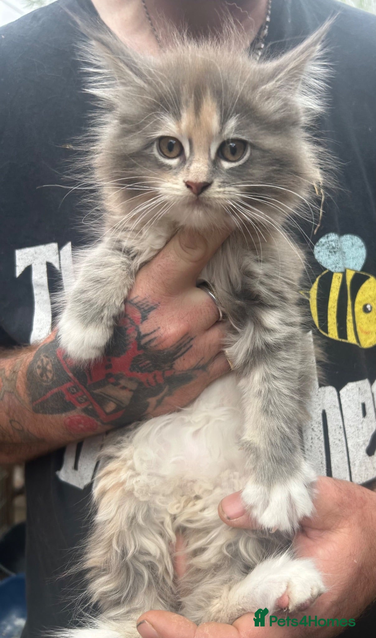 Maine Coon cats TICA Registered Maine Coon Kittens Polydactyl.  - Advert 3